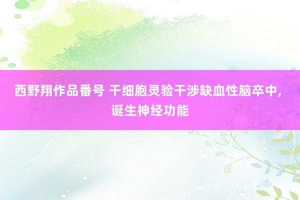 西野翔作品番号 干细胞灵验干涉缺血性脑卒中， 诞生神经功能