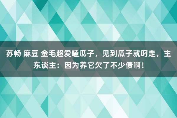 苏畅 麻豆 金毛超爱嗑瓜子，见到瓜子就叼走，主东谈主：因为养它欠了不少债啊！