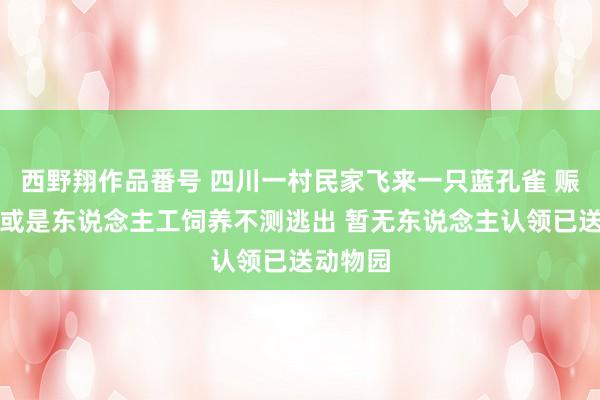 西野翔作品番号 四川一村民家飞来一只蓝孔雀 赈济站：或是东说念主工饲养不测逃出 暂无东说念主认领已送动物园